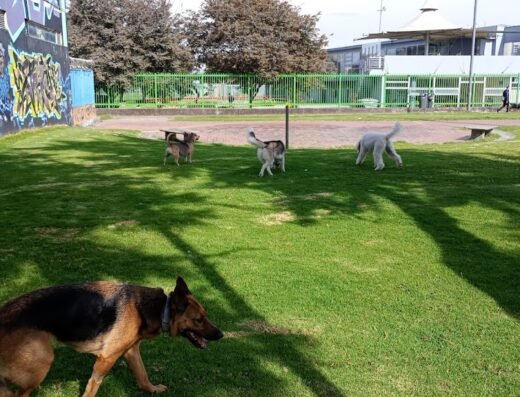 peludos y vanidosos