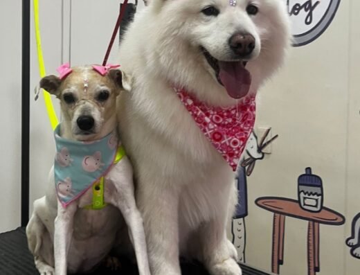 Peluquería Canina DIANAC