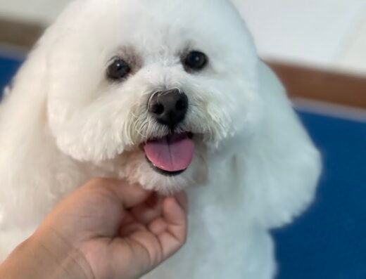 Peluquería Canina Embellezcan