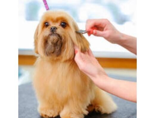 Peluquería Canina Guffi