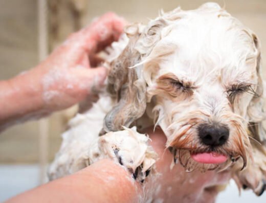 Peluquería Canina Guffi