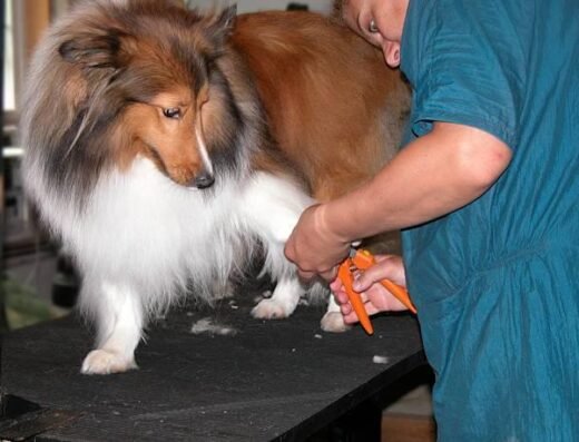 Peluquería Canina Guffi