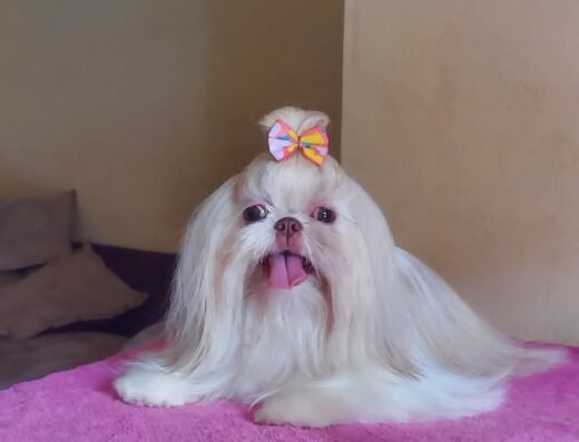 Peluqueria Canina Jose Nadal