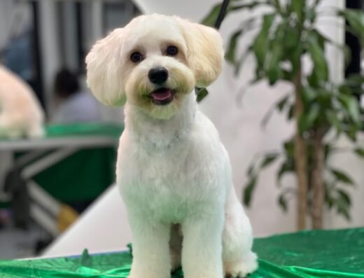 Peluqueria Canina Jose Nadal