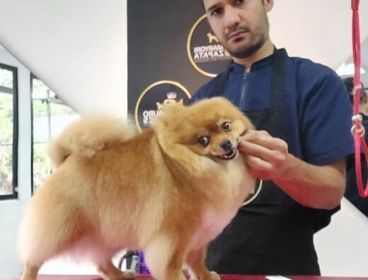 Peluqueria Canina Jose Nadal