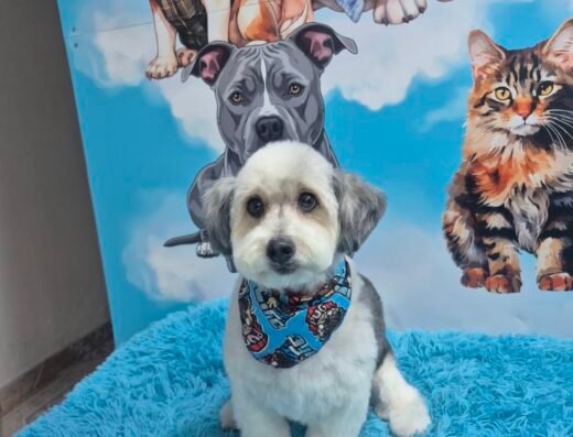 Peluquería canina perruna y gatuna