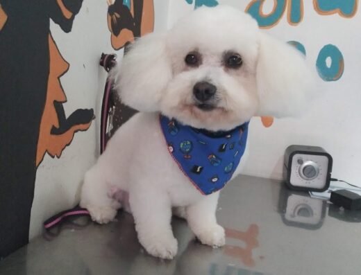 Peluquería canina perruna y gatuna