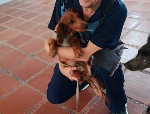Peluquería Canina Perrunos