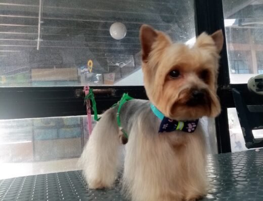 Peluquería canina ruffo