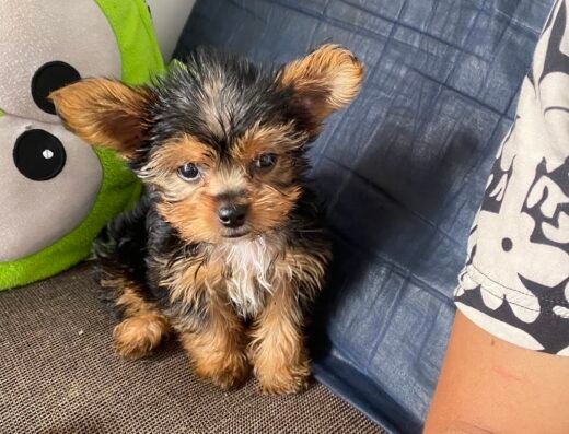 Peluqueria canina y felina la florida