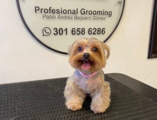 Peluqueria canina y felina la florida