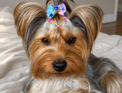 peluqueria canina y pet shop doggy