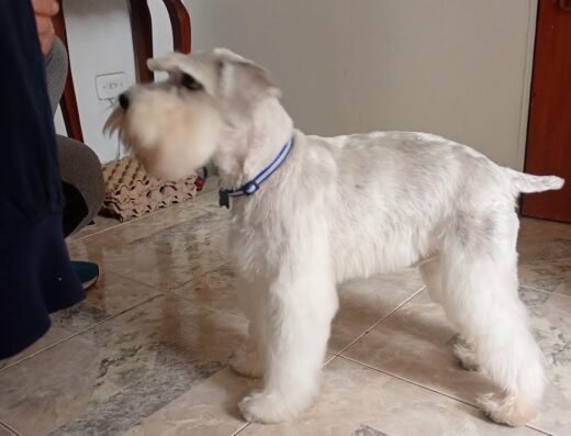 peluqueria canina y pet shop doggy