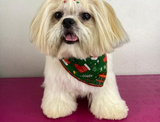 Peluquería canina y tienda de Mascotas Melissa