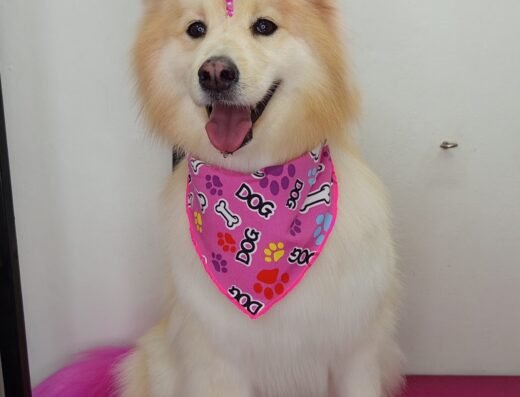 Peluquería canina y tienda de Mascotas Melissa