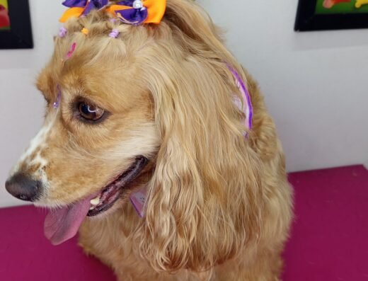 Peluquería canina y tienda de Mascotas Melissa
