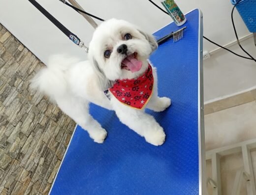 ‘Peluquería LoLo Huellas Caninas