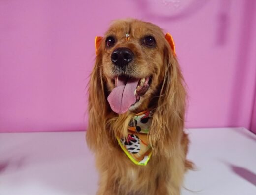 Peluquería para Mascotas | Kaluma Spa
