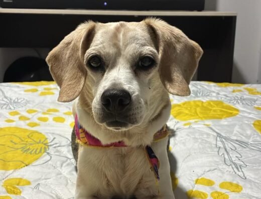 Peluquería para Mascotas | Kaluma Spa