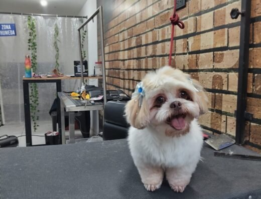 Pet Barber Shop