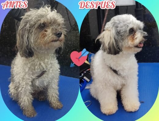 Pet Lovers Caldas Antioquía