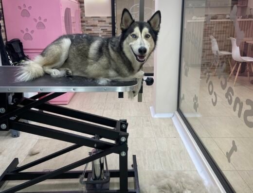 Pet Spa By Dogs & Love