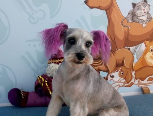 Pets Barber