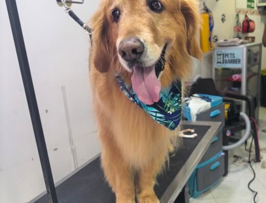 Pets Barber