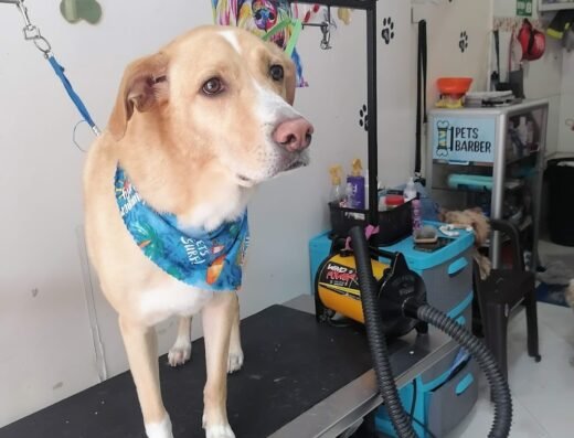 Pets Barber