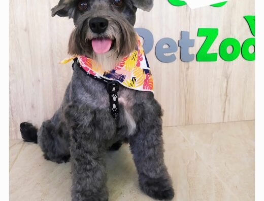 PetZoo Mascotas