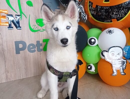 PetZoo Mascotas