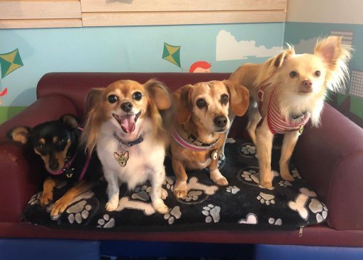PONTE GUAU – SPA CANINO