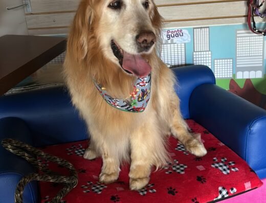 PONTE GUAU – SPA CANINO