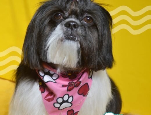 Pulguitas Spa & PetShop