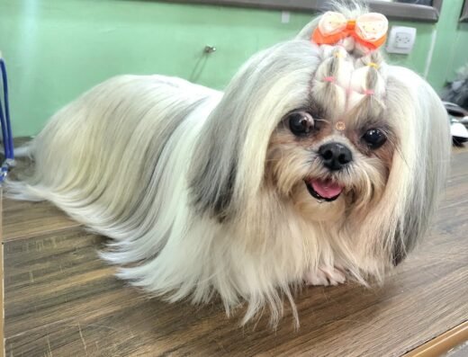 Rasgunitos pet boutique