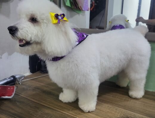Rasgunitos pet boutique