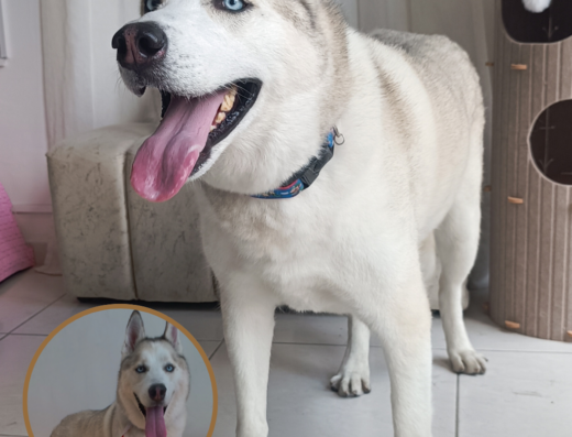 Sabueso y Micifuz – Tienda de Mascotas / Spa Canino y Felino