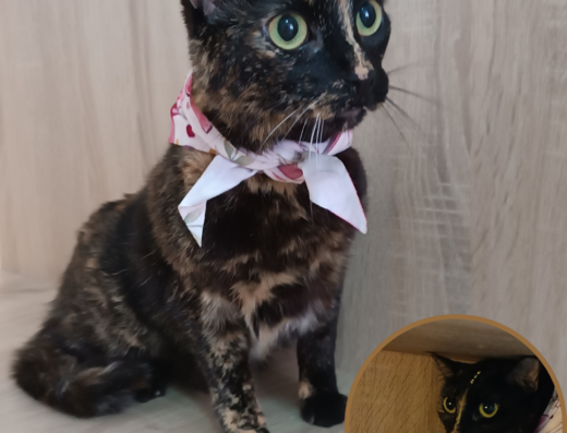 Sabueso y Micifuz – Tienda de Mascotas / Spa Canino y Felino