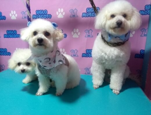 Sala de belleza canina siglo mascota