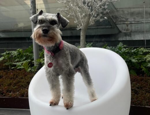 Salón de Belleza Canino y Felino Profesional Barbas