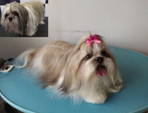 Salón de Belleza Canino y Felino Profesional Barbas