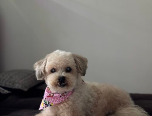 SC grooming
