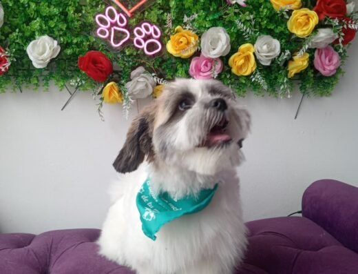 SPA Peluquería y Guardería Canina Donde Liz