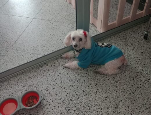 SPA Peluquería y Guardería Canina Donde Liz