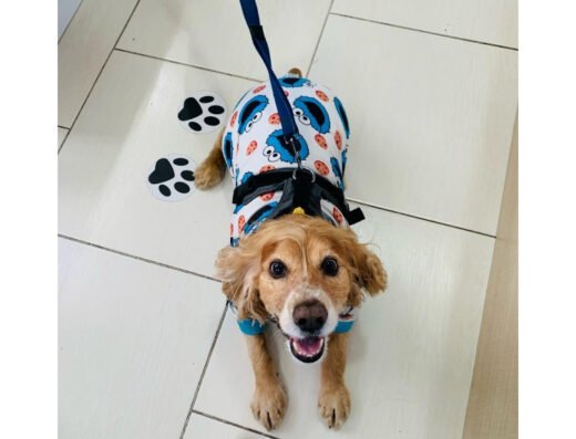 SPA TU PERRO SPA TU GATO