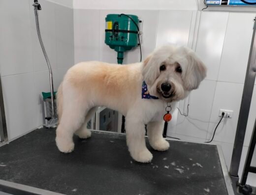 Spa y peluquería canina, FIELES COMO PERROS Y GATOS