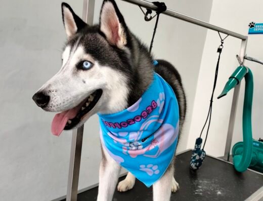 Spa y peluquería canina, FIELES COMO PERROS Y GATOS