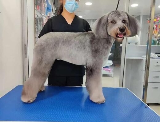 Style Pets Estetica Canina Profesional