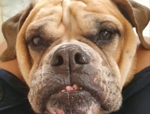 Su Majestad El Perro