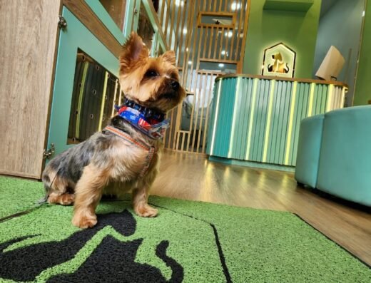 The Pet House SPA & Boutique